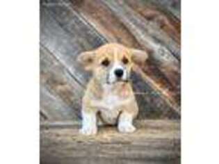 Pembroke Welsh Corgi Puppy for sale in Weston, ID, USA