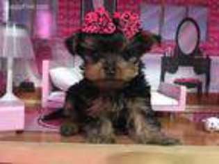 Yorkshire Terrier Puppy for sale in Swartz Creek, MI, USA
