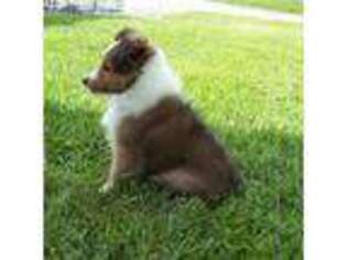 Shetland Sheepdog Puppy for sale in Caneyville, KY, USA