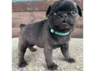 Pug Puppy for sale in New Gloucester, ME, USA