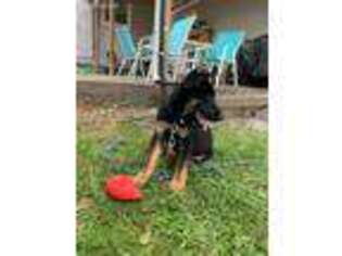 German Shepherd Dog Puppy for sale in Wethersfield, CT, USA