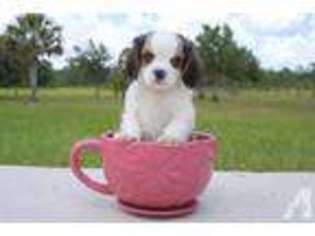 Cavachon Puppy for sale in VENICE, FL, USA