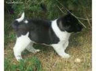 Akita Puppy for sale in Great Falls, MT, USA
