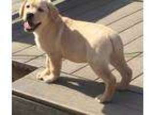 Labrador Retriever Puppy for sale in Trout Run, PA, USA