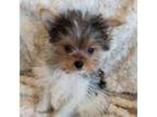 Yorkshire Terrier Puppy for sale in Yakima, WA, USA
