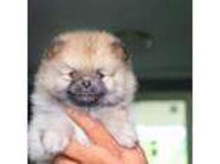 Pomeranian Puppy for sale in Lumber Bridge, NC, USA