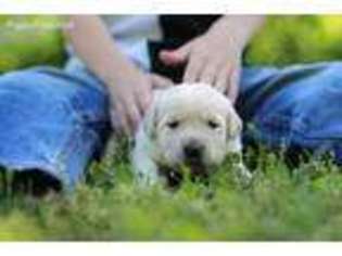 Labrador Retriever Puppy for sale in Lucasville, OH, USA