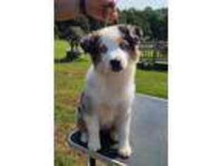 Miniature Australian Shepherd Puppy for sale in North East, MD, USA