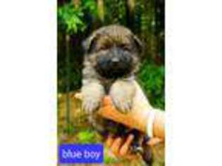 German Shepherd Dog Puppy for sale in Carlton, GA, USA
