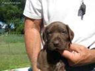 German Shorthaired Pointer Puppy for sale in Wallowa, OR, USA