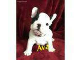 French Bulldog Puppy for sale in Robesonia, PA, USA