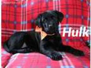 Labrador Retriever Puppy for sale in Stevens Point, WI, USA