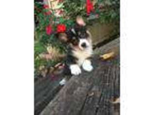 Pembroke Welsh Corgi Puppy for sale in Morgantown, PA, USA
