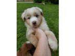 Miniature Australian Shepherd Puppy for sale in Clarksville, MI, USA