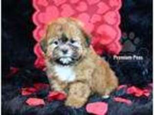 Shih-Poo Puppy for sale in Kansas City, KS, USA