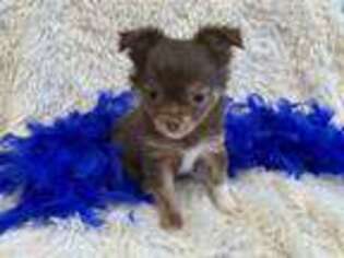 Chihuahua Puppy for sale in Apex, NC, USA
