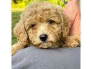 Mutt Puppy for sale in Stafford Springs, CT, USA