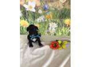 Cane Corso Puppy for sale in Arcola, IL, USA