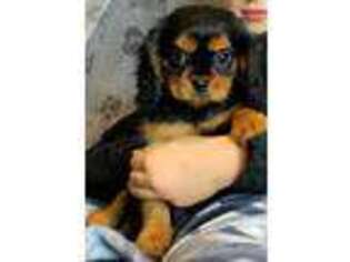 Cavalier King Charles Spaniel Puppy for sale in Kirkland, WA, USA