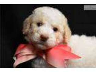 Goldendoodle Puppy for sale in Atlanta, GA, USA