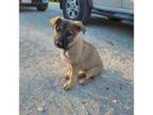 German Shepherd Dog Puppy for sale in Lockhart, TX, USA