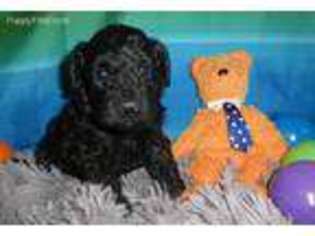 Labradoodle Puppy for sale in Creedmoor, NC, USA