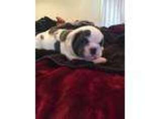 Olde English Bulldogge Puppy for sale in Florence, AZ, USA