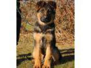German Shepherd Dog Puppy for sale in Brush Prairie, WA, USA