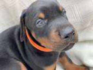 Doberman Pinscher Puppy for sale in San Antonio, TX, USA