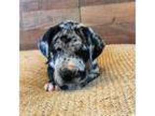 Great Dane Puppy for sale in Salisbury, MD, USA