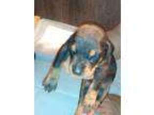 Doberman Pinscher Puppy for sale in Grovespring, MO, USA
