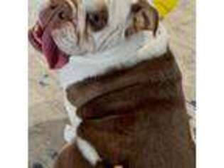 Bulldog Puppy for sale in Hurst, TX, USA