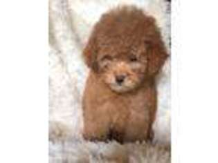 Goldendoodle Puppy for sale in Mineola, TX, USA