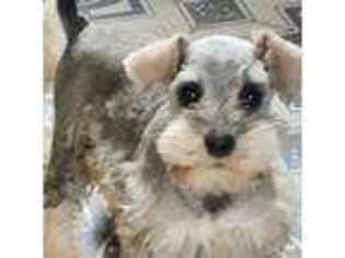 Mutt Puppy for sale in Ogema, MN, USA