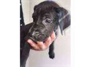 Great Dane Puppy for sale in Austin, TX, USA