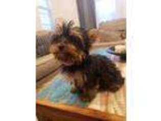 Yorkshire Terrier Puppy for sale in Gilroy, CA, USA