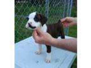 Boxer Puppy for sale in Gladwin, MI, USA