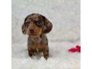 Dachshund Puppy for sale in Beaumont, TX, USA