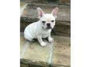 French Bulldog Puppy for sale in Winder, GA, USA