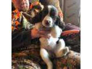 English Springer Spaniel Puppy for sale in Bessemer, MI, USA