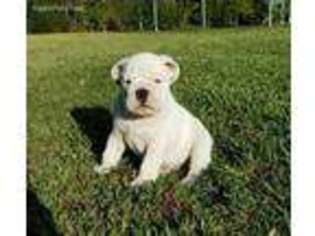Bulldog Puppy for sale in Covina, CA, USA