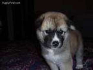 Akita Puppy for sale in Palm Bay, FL, USA