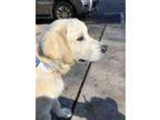 Golden Retriever Puppy for sale in Lexington, MA, USA