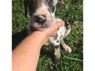 Great Dane Puppy for sale in Winchester, VA, USA