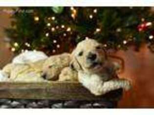 Goldendoodle Puppy for sale in Marietta, GA, USA