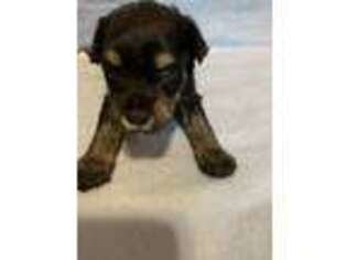 Mutt Puppy for sale in Stone Lake, WI, USA