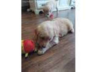 Golden Retriever Puppy for sale in Savannah, NY, USA