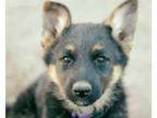 German Shepherd Dog Puppy for sale in Raton, NM, USA