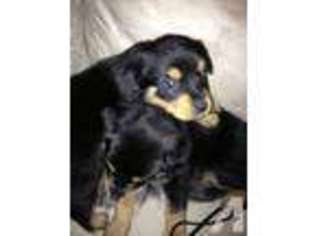Rottweiler Puppy for sale in HALTOM CITY, TX, USA