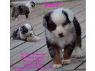 Miniature Australian Shepherd Puppy for sale in Cheyenne, WY, USA